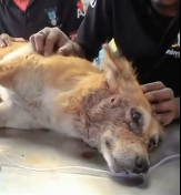 N3101002_She Looked Dead in the Ditch… Until a Weak Cry Changed Everything