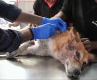 N3101002 She Looked Dead in the Ditch… Until a Weak Cry Changed Everything - Image 1