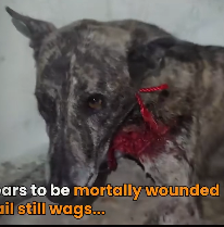 N3101003 She Waited Silently for Help… Not Knowing If Anyone Would Come - Image 1