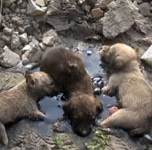 N3101008 Defeated, Sick, and Covered in Pain… This Sweet Dog Was Giving Up - Image 1