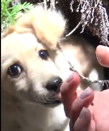 N3101010 Hiding in the Bushes, Terrified and Hurt… We Had No Idea What We’d Find - Image 1