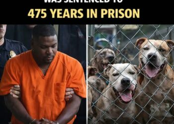 Justice Served: Dog Fighting Ringleader Sentenced to 475 Years in Prison as Every Rescued Dog Gets a Second Chance