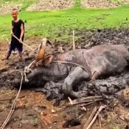 N0302019 Every Struggle Made It Sink Deeper… This Buffalo Was Exhausted