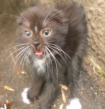 N0302020 Barely Standing, Barely Breathing… This Kitten Was Fading Away