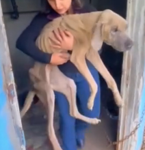 N0302021 Too Weak to Fight, Yet He Still Tried to Protect His Chained Friend