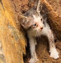 N0302022 Every Footstep Felt Like a Threat… This Kitten Lived in Fear
