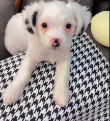 N0302023 Curled Up Against the Cold… This Puppy Was Barely Holding On