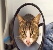 N0302048 Left Alone With No Way Out… This Tiny Cat’s Cry Broke the Silence