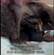 N3101033 Statistically, Most Animals Don’t Survive… This One Almost Didn’t Either