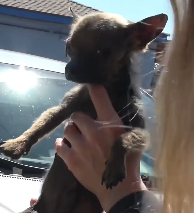 N3101034 Little Dino Was Barely Holding On… Would He Make It Through the Nigh