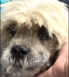 N3101035 Abused by the Ones She Trusted… Noelle’s Spirit Was Almost Broken