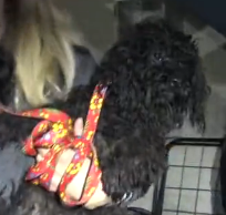 N3101036 Days Before Christmas, Speedy Was Running Out of Time