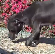 N3101037 Yara’s Injury Was Horrifying… And She Was Still Trying to Survive