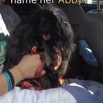 N3101040 Abandoned and Terrified, Abby Had No One Left to Trust