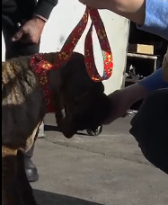 N3101042 Left Behind for Being Old… Wally Wasn’t Ready to Give Up