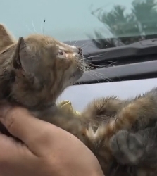 N3101043 A Kitten Trapped Inside a Machine… Every Second Was Pure Terror