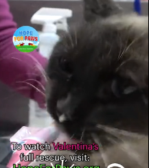 N3101044 Trapped and Unable to Escape… Imagine the Fear He Endure