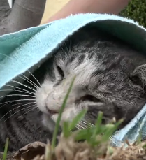 N3101046 Paralyzed and Dragging Himself Forward… Could This Cat Walk Again