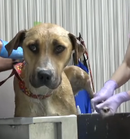 N3101047 We Were Told There Were Puppies… But the Reality Was Heartbreaking