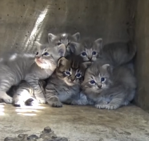 N3101019 Millions Watched This Rescue… But Few Knew How Close It Was to Tragedy