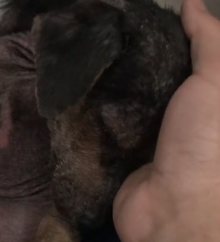 N3101049 Swept Away by the River, This Little Dog Was Seconds from Disappearing