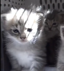 N3101052 An Emergency Text Came In… What We Found Was Worse Than Expected