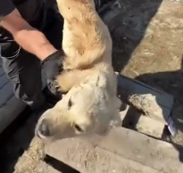 N3101054 Trapped Underground in Complete Darkness… They Couldn’t Last Much Longer