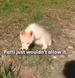 N3101055 Injured, Exhausted, Yet Still Refusing to Give Up… This Husky’s Story Isn’t Over