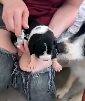 N3101056 In the Middle of Danger, This Mama Refused to Leave Her Puppie