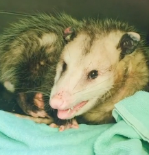 N3101057 A Final Desperate Dash… One Wrong Move Could Cost a Life