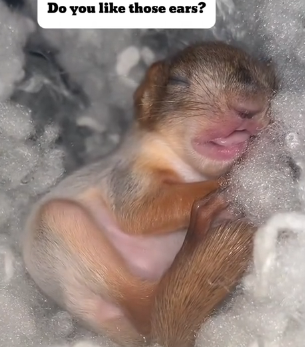 N0602058 So Tiny It Couldn’t Survive Alone… A Baby Squirrel’s Fight