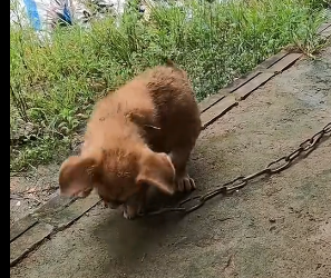 N2102046 Two Dogs Chained in an Empty House Waiting for a Hope That Almost Never Came