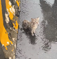 N2702039 Stray Kitten Collapses on a Rainy Highway Too Weak to Move as Cars Rush Past