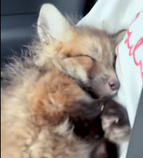 N2702032 On a Cold Rainy Day an Injured Fox Dragged Its Body Across the Road Begging for Help