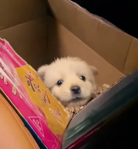 N2702045 This lost puppy was found just in time for a second chance at life