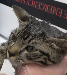 N3101022 Because of You, This Rescue Was Possible… But the Fight Isn’t Over Yet