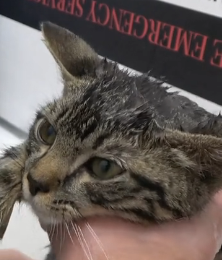 N3101022 Because of You, This Rescue Was Possible… But the Fight Isn’t Over Yet