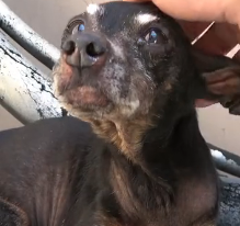 N3101023 Abandoned in Old Age, MarMar Had Nowhere Left to Go