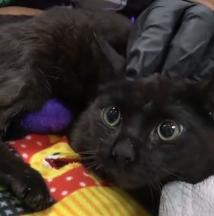 N3101024 Even With a Horrible Injury, She Tried to Crawl Away… Pure Survival Instinct