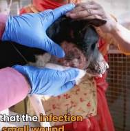 N3101026 A Massive Neck Abscess and Constant Pain… Yet She Stayed Strong