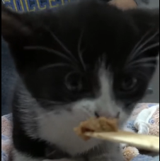 N3101027 Scared, Injured, and Still Fighting Back… This Little One Wasn’t Giving