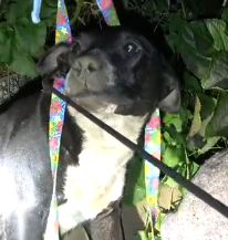 N3101028 Hurt and Exhausted, Yet Still Protecting Her Babies… Jade’s Silent Strength