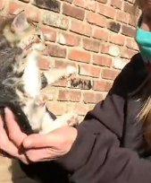 N3101029 Left Behind With No Mother… These Tiny Lives Were Fading Fast