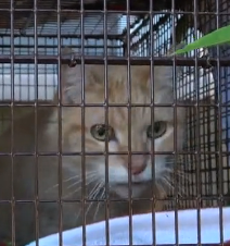 N3101030 Too Weak to Eat or Drink… This Homeless Cat Was Fading Away