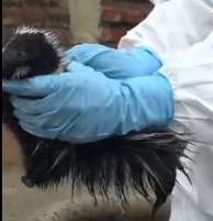 N3101031 She Jumped In Without Hesitation… A Split-Second Choice to Save a Life