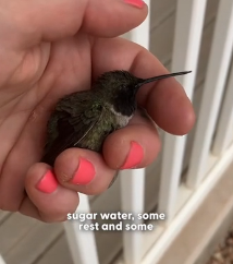 N0202001 Before Flying Away, He Had One Last Way to Say Thank You