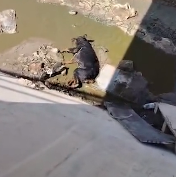 N0202003 She Didn’t Meow or Run Away… She Simply Chose Her Human