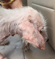 N0202004 He Was So Weak He Couldn’t Walk… No One Expected What Came Next