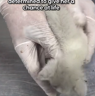 N0202008 She Waited for Days, Afraid to Trust, But Longing for a Cuddle