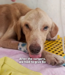 N0202010 He Was Broken, Injured, and Ready to Give Up Until One Person Refused to Leave Him